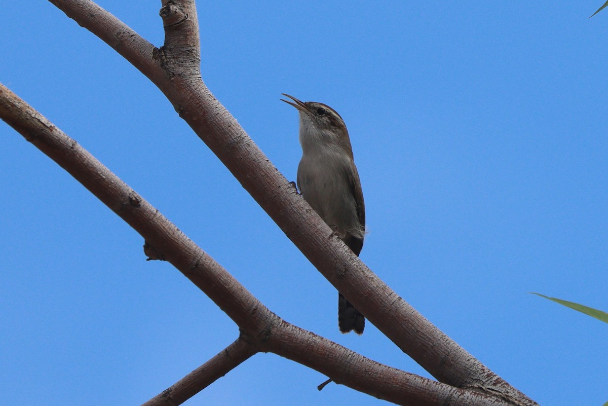 Bewick's Wren - ML642845725