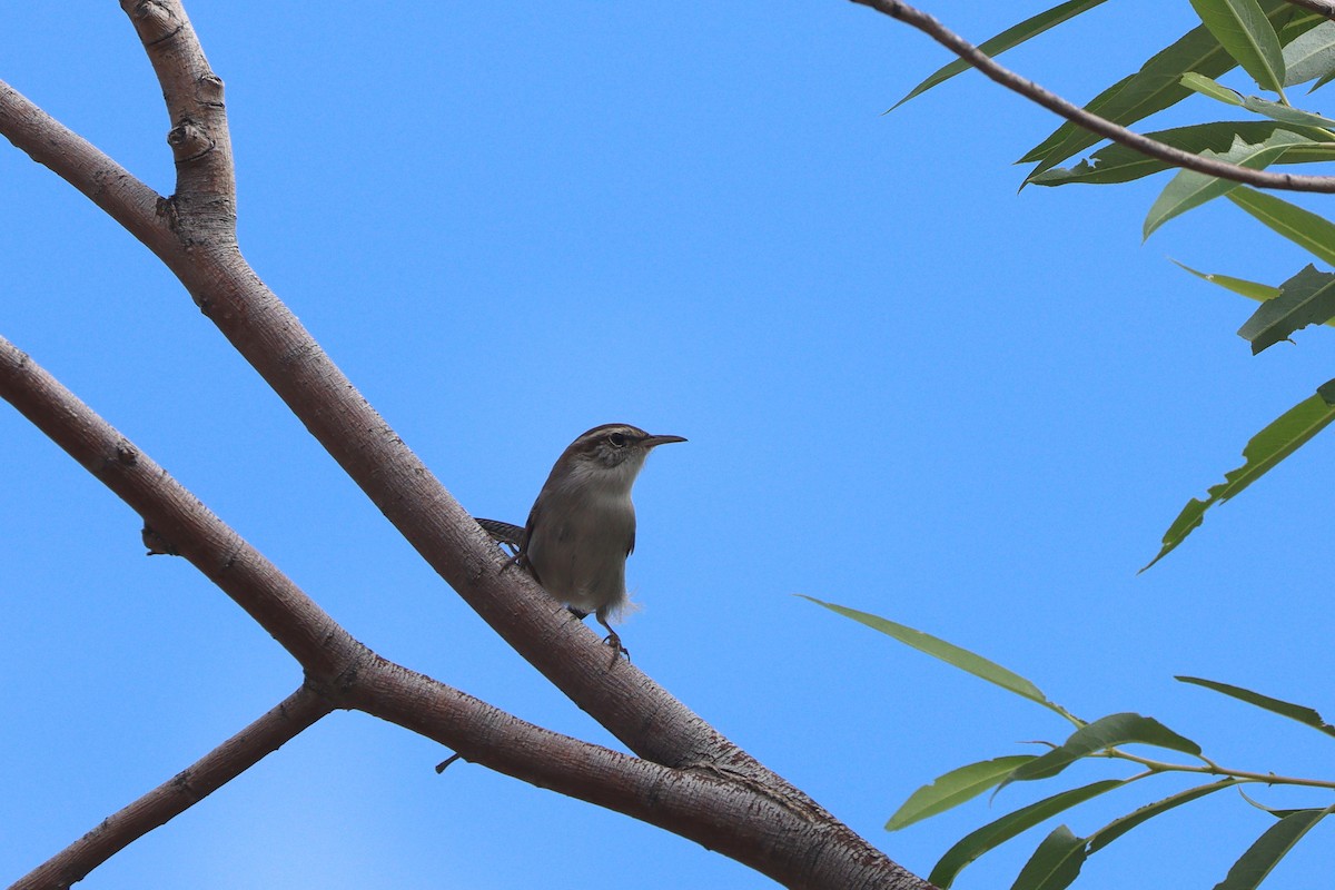 Bewick's Wren - ML642845726
