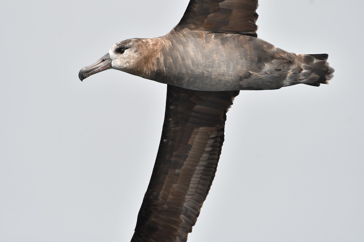 Black-footed Albatross - ML642845727