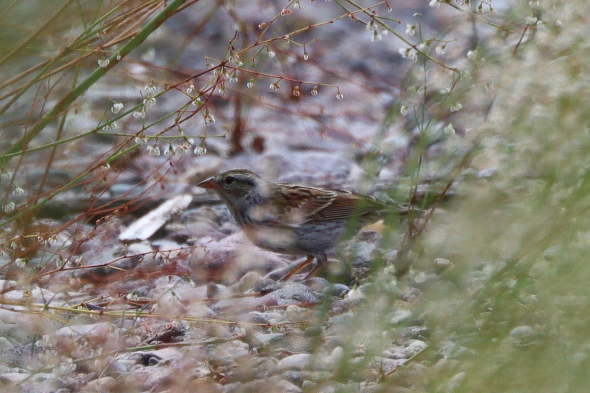 Chipping Sparrow - ML642845728
