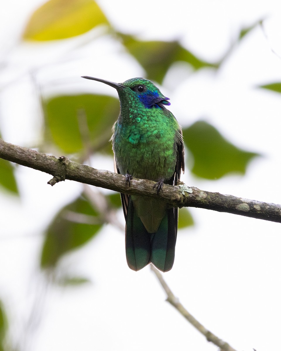 Lesser Violetear - ML642845737
