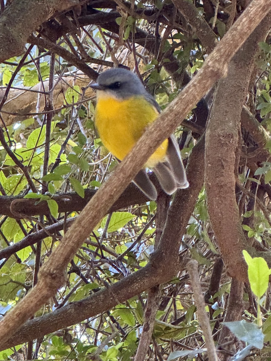 Eastern Yellow Robin - ML642845739
