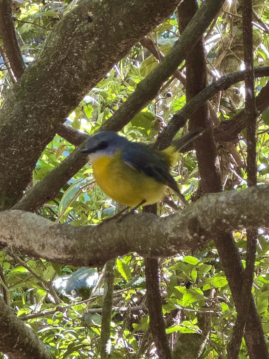 Eastern Yellow Robin - ML642845740