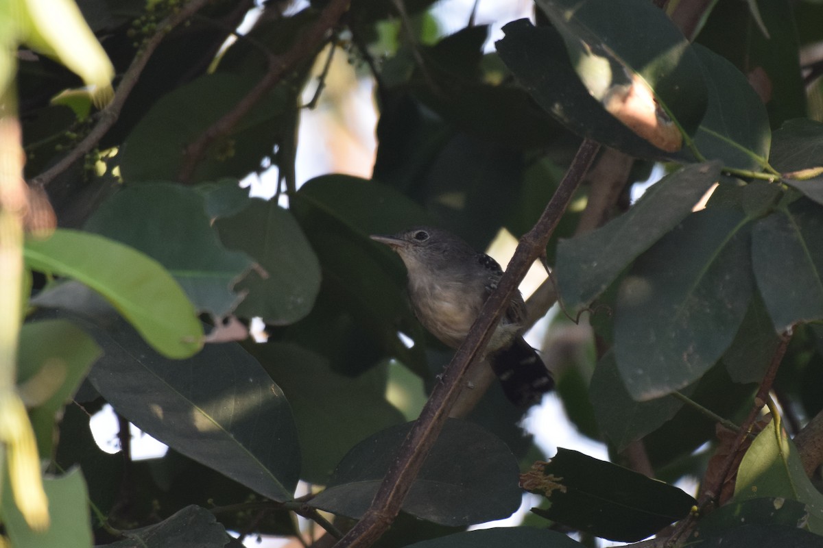 Mato Grosso Antbird - ML642845741