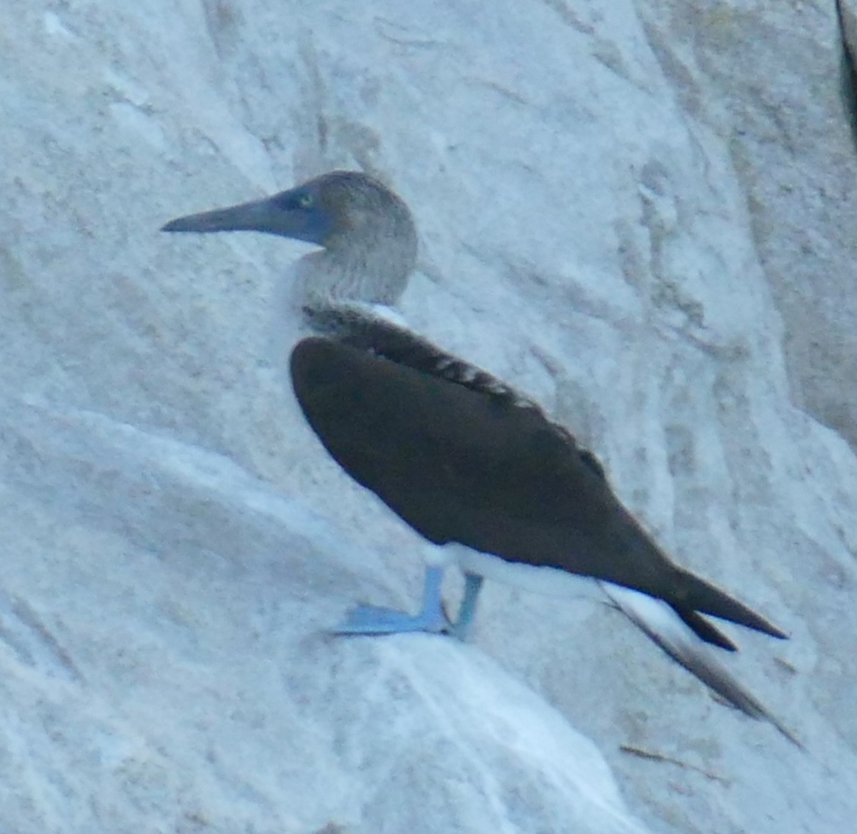 Blue-footed Booby - ML642845742