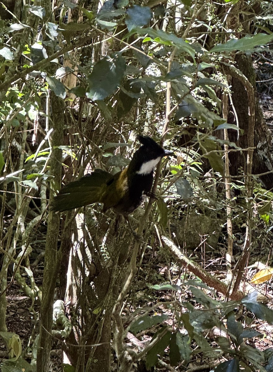 Eastern Whipbird - ML642845743