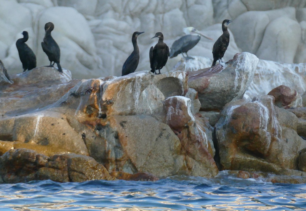 Brandt's Cormorant - ML642845749