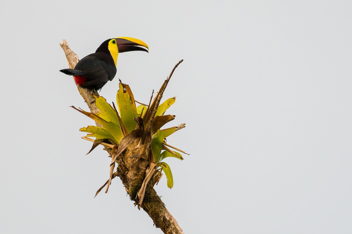 Yellow-throated Toucan - ML642845751