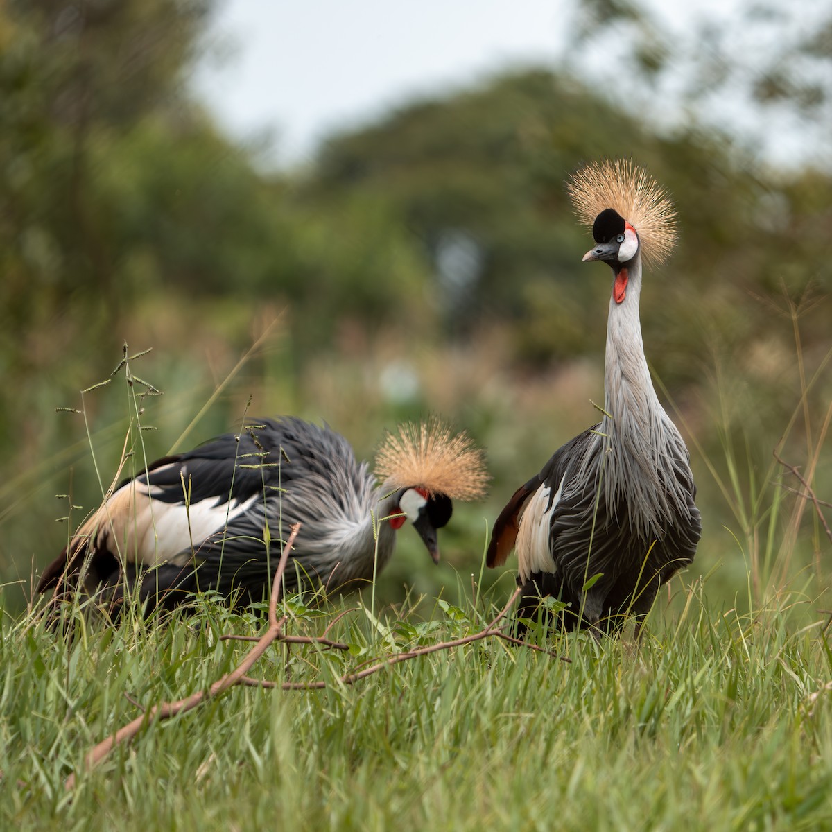 Gru coronata orientale - ML642845761