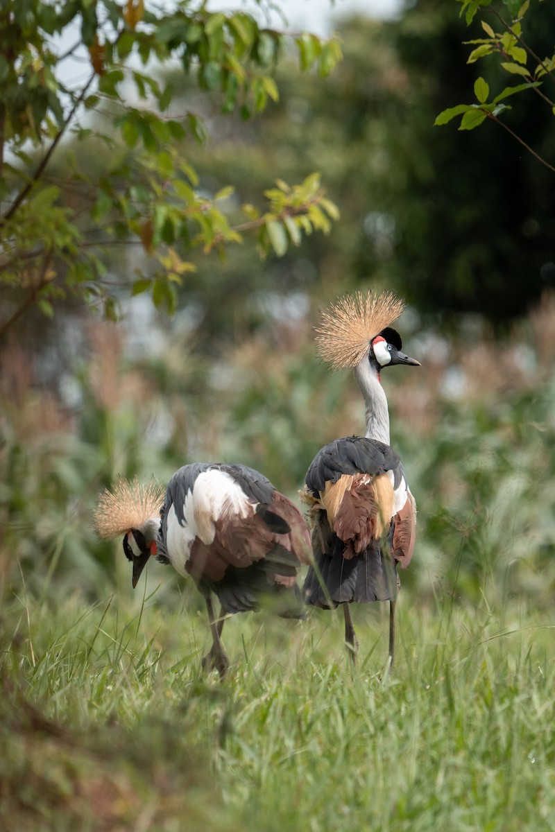 Gru coronata orientale - ML642845762