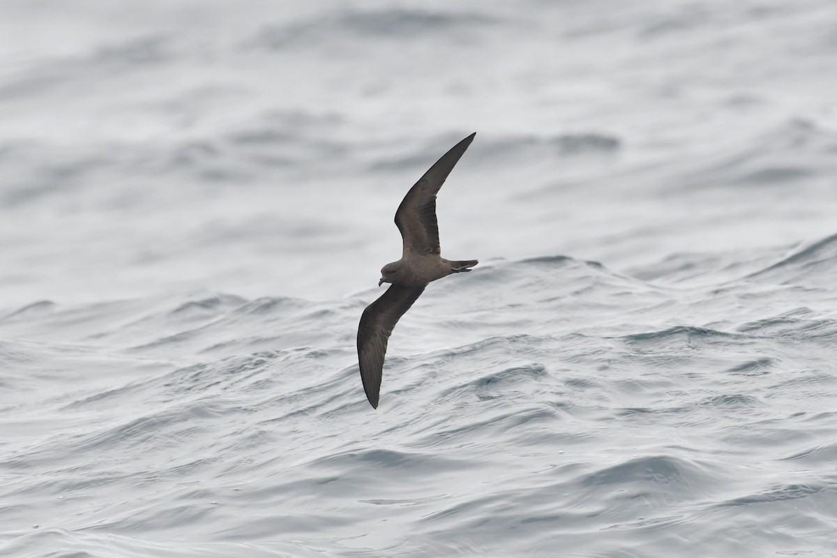 Black Storm-Petrel - ML642845766