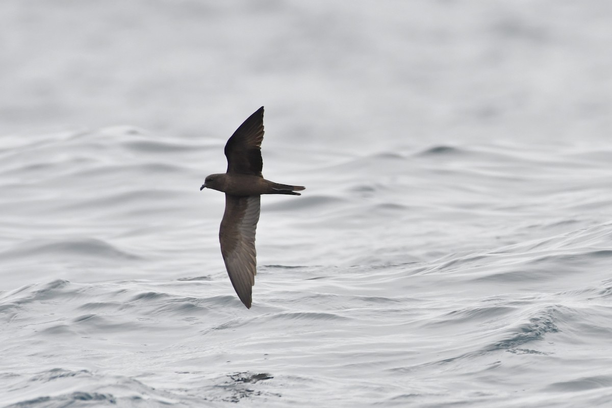 Black Storm-Petrel - ML642845767