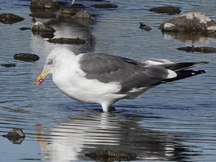 Lesser Black-backed Gull - ML642845768