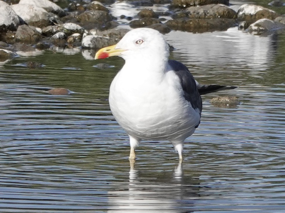 Lesser Black-backed Gull - ML642845769