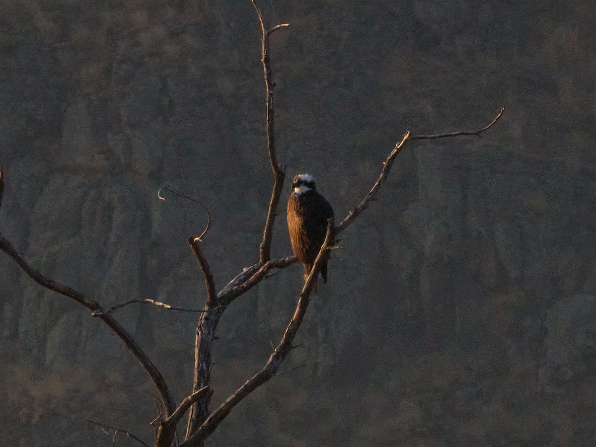 Fischadler (carolinensis) - ML642845777