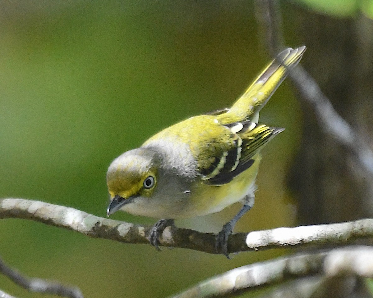 Weißaugenvireo - ML642845785