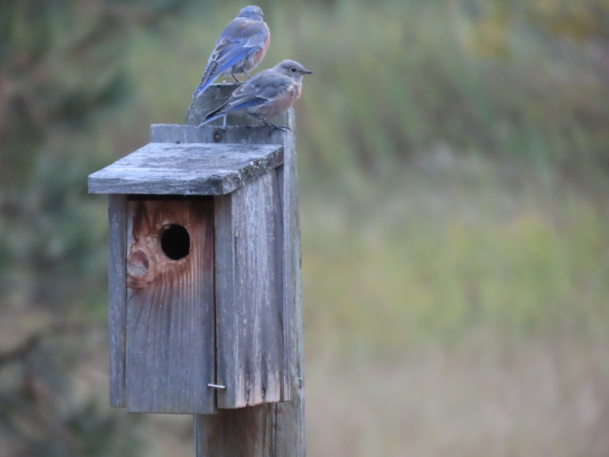 Western Bluebird - ML642845789