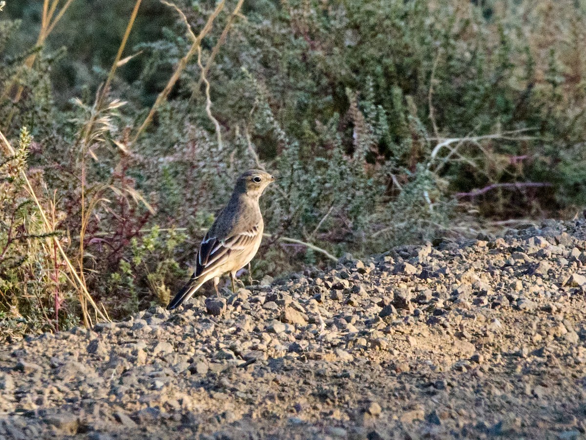 American Pipit - ML642845807