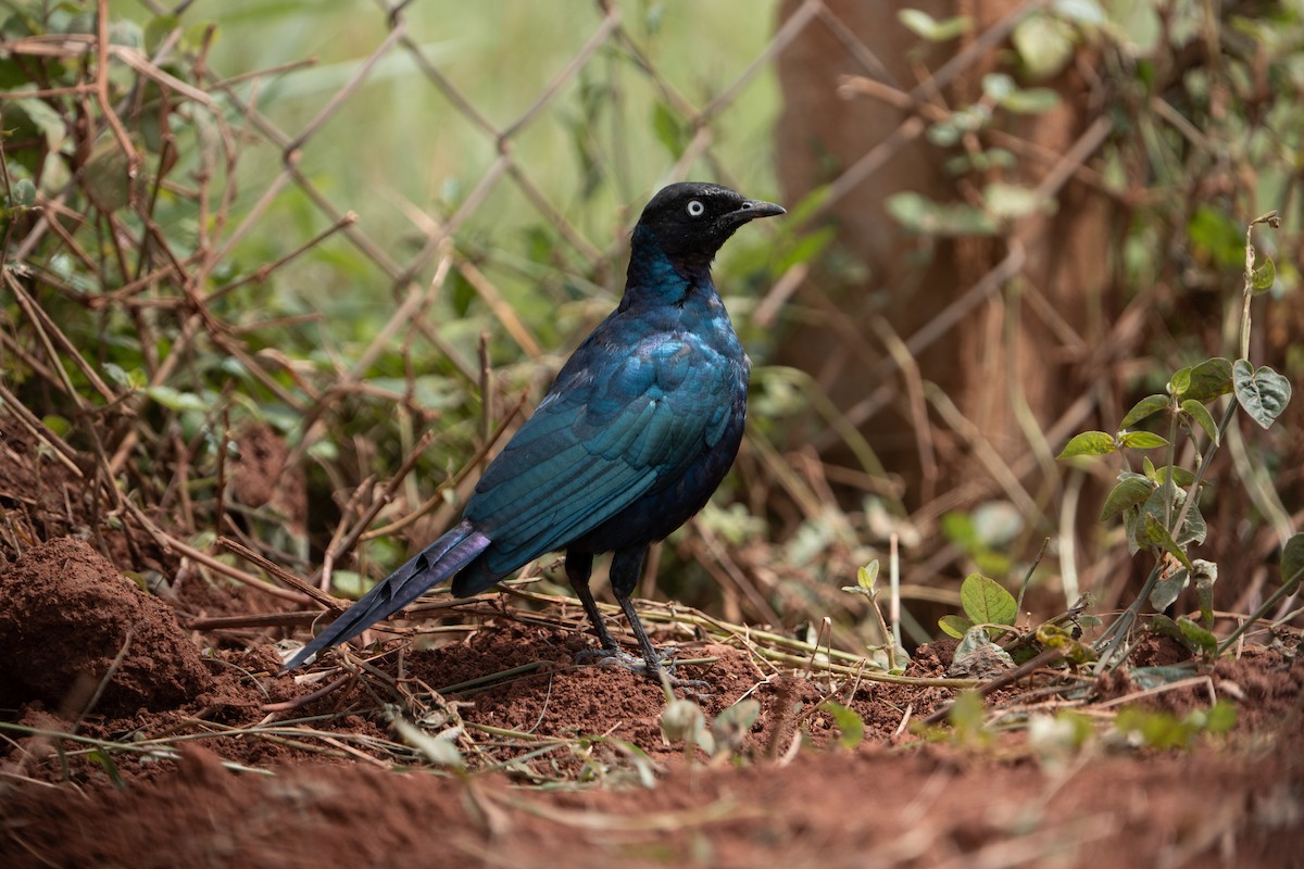 Rüppell's Starling - ML642845814