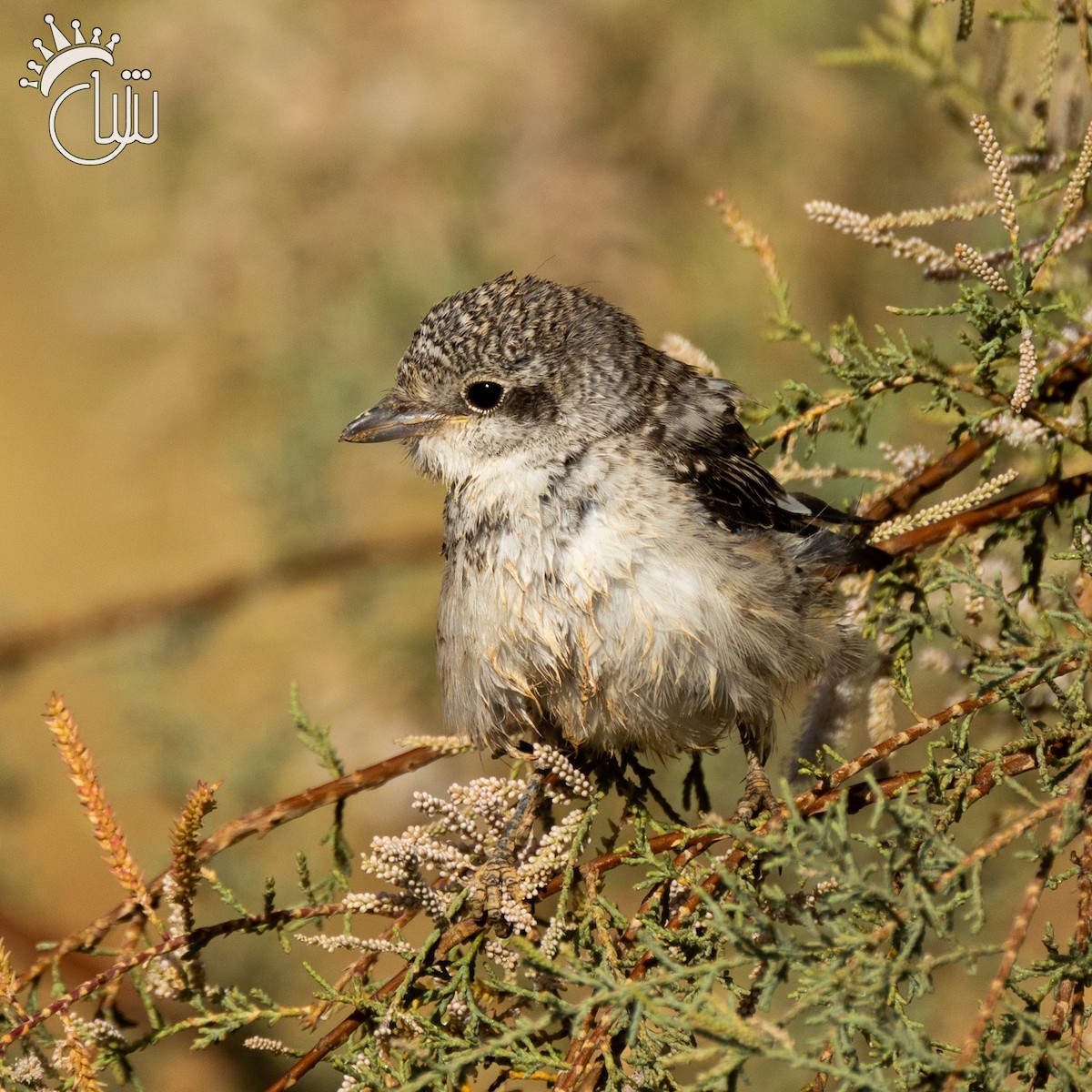 Masked Shrike - ML642845817