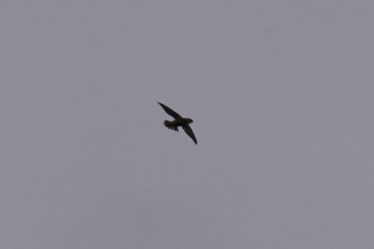Vaux's Swift - ML642845818