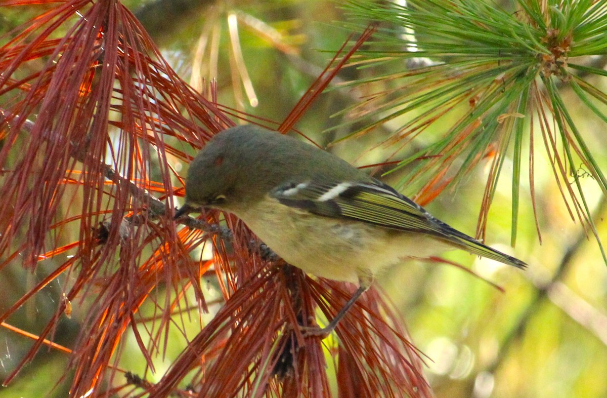 Ruby-crowned Kinglet - ML642845819