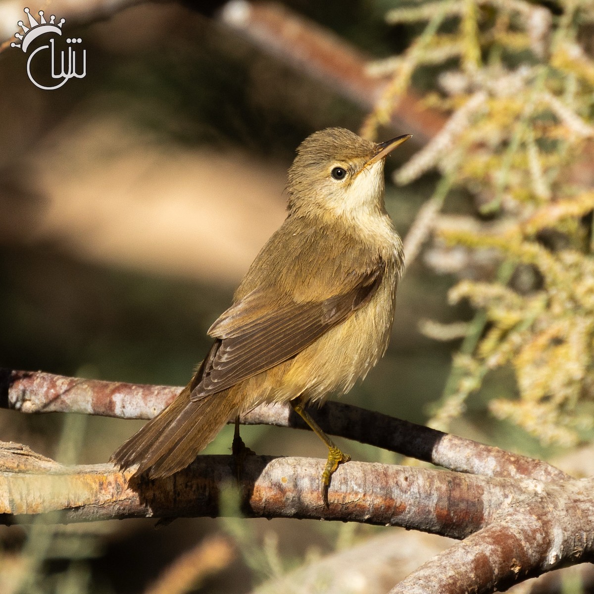 Common Reed Warbler - ML642845820