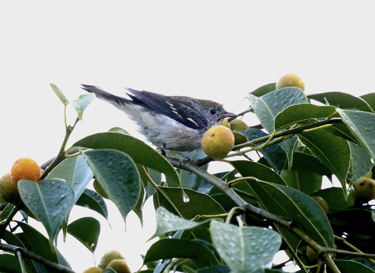 Chestnut-sided Warbler - ML642845824