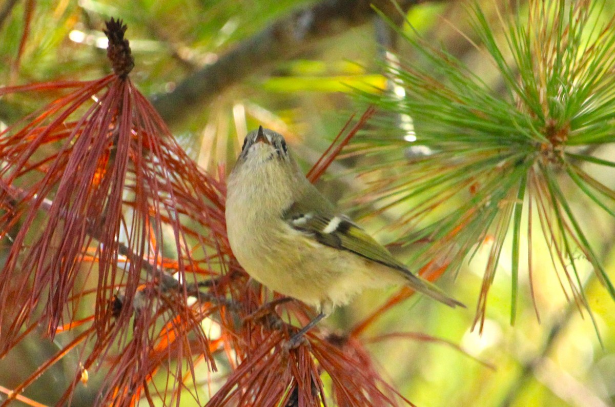 Ruby-crowned Kinglet - ML642845825
