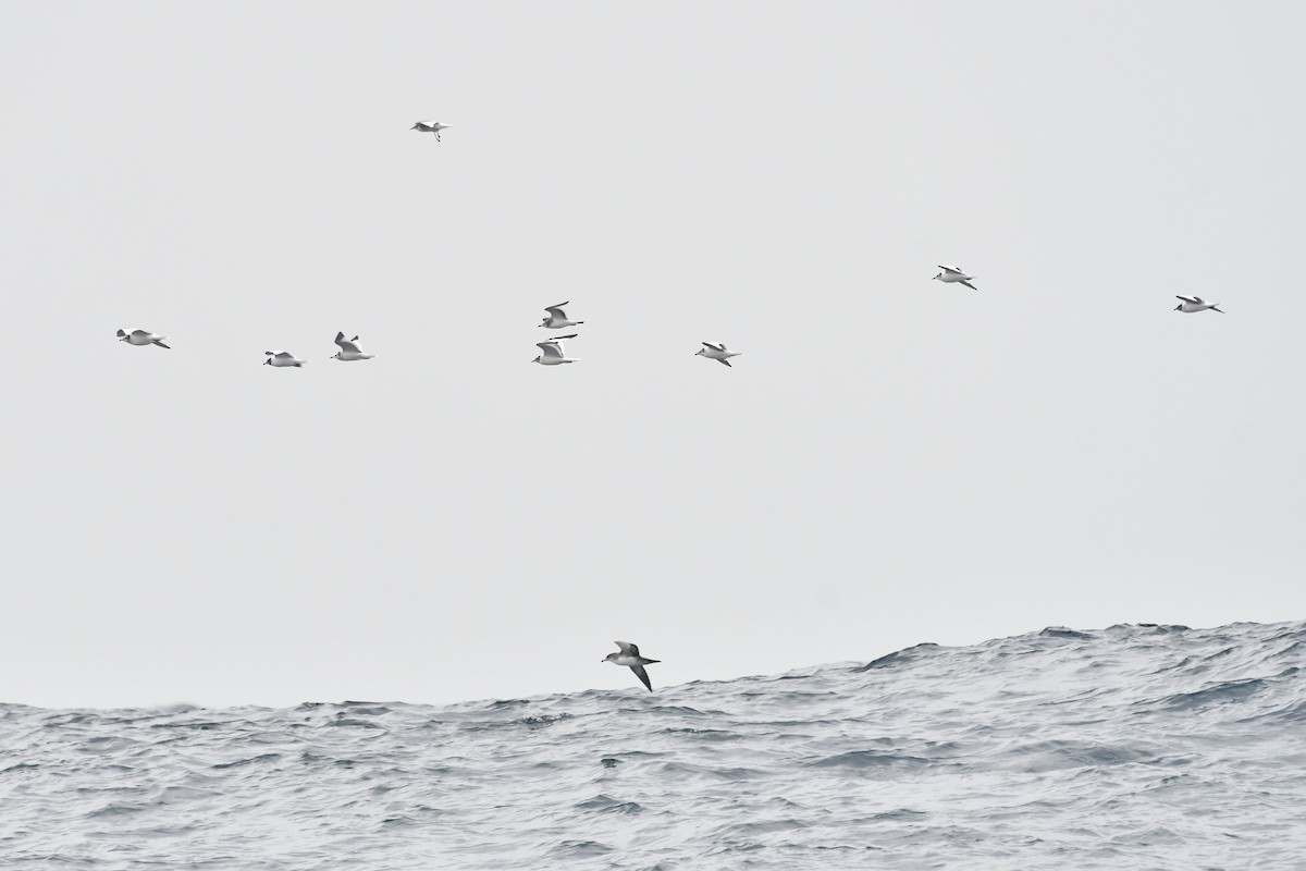 Sabine's Gull - ML642845826