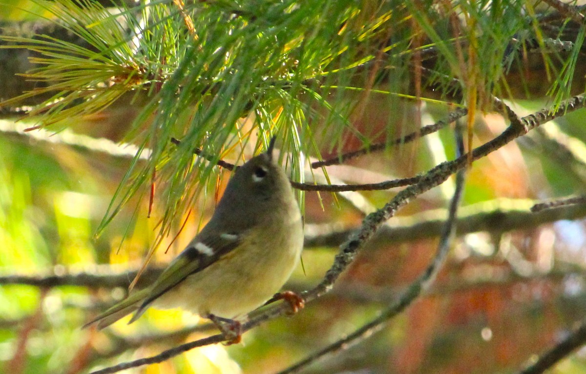 Ruby-crowned Kinglet - ML642845827