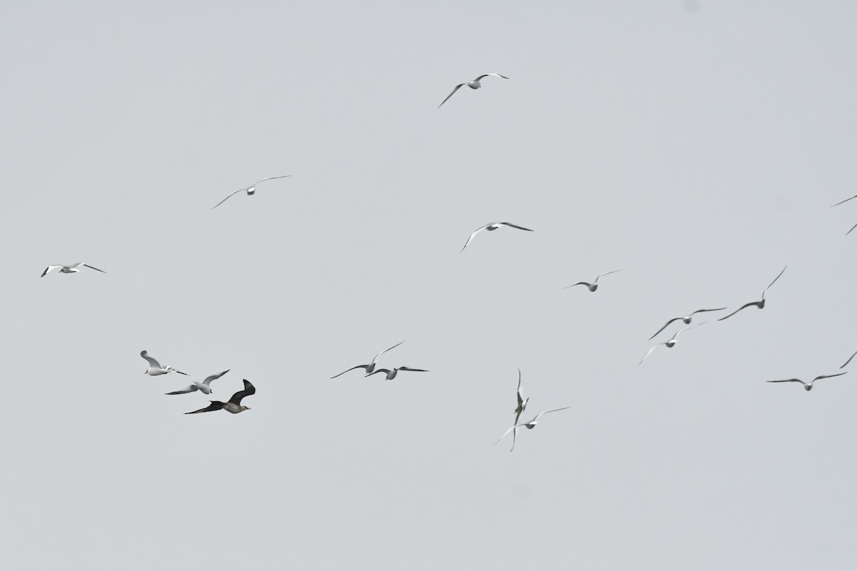 Parasitic Jaeger - ML642845828