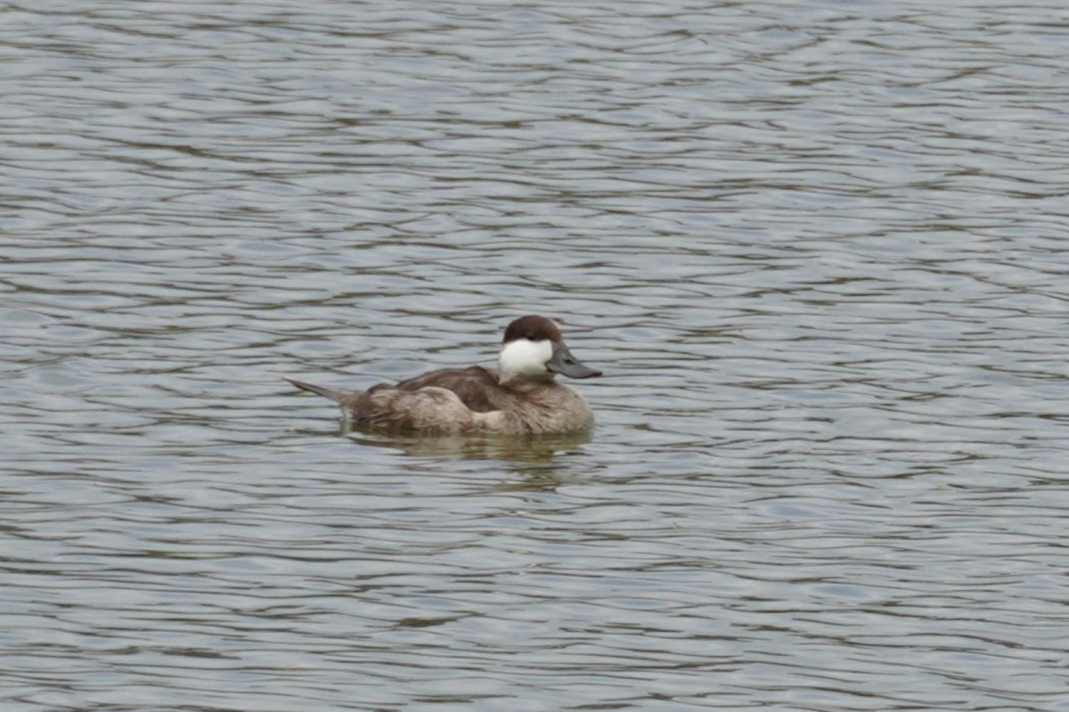 Ruddy Duck - ML642845829
