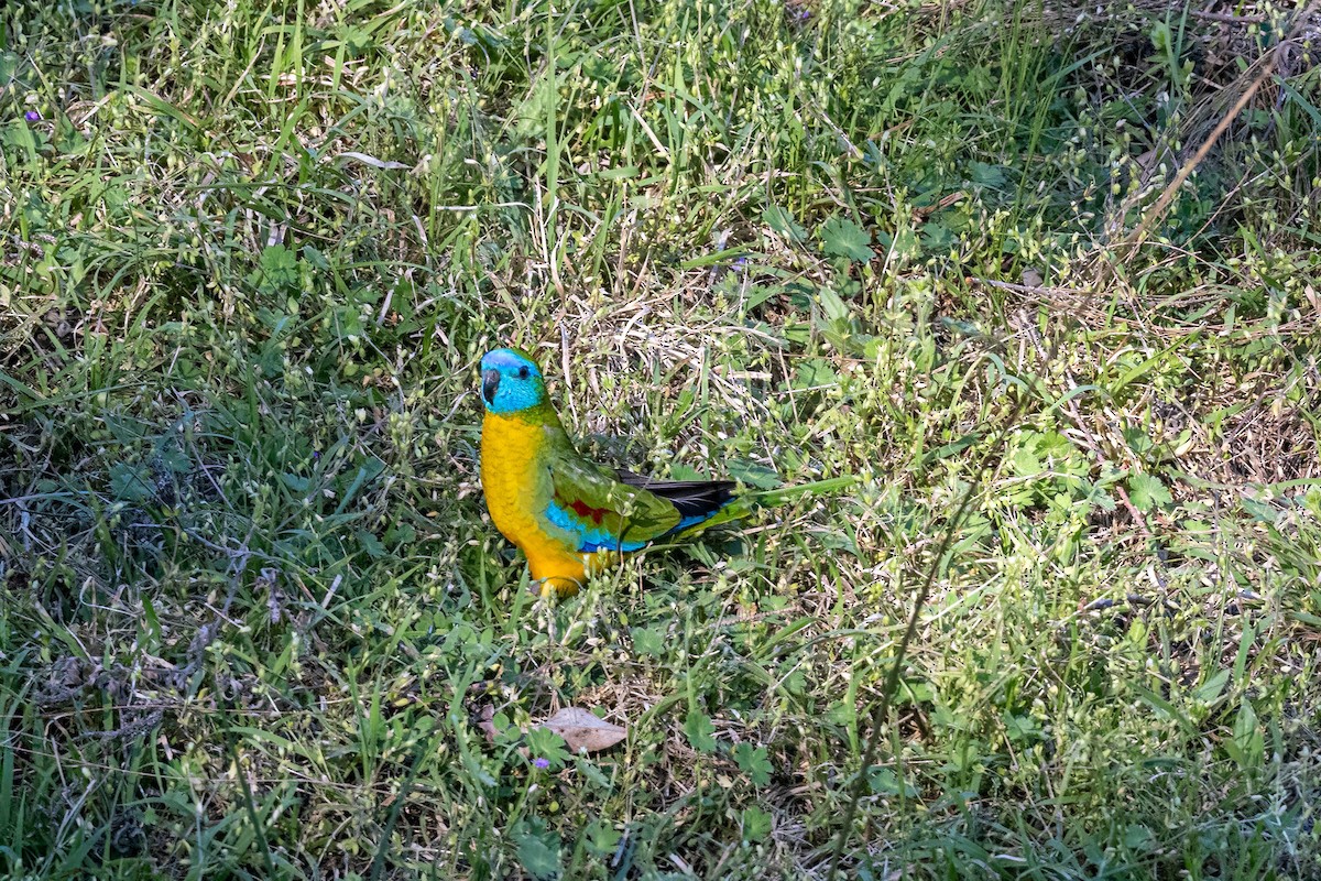 Turquoise Parrot - ML642845830