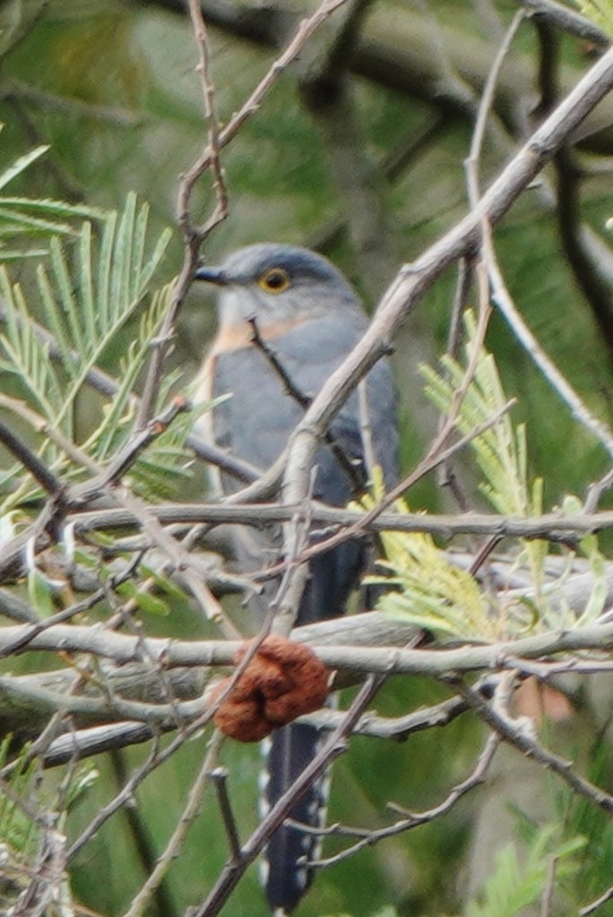 Fan-tailed Cuckoo - ML642845831