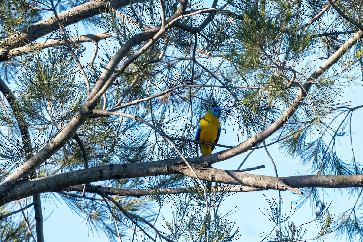 Turquoise Parrot - ML642845834
