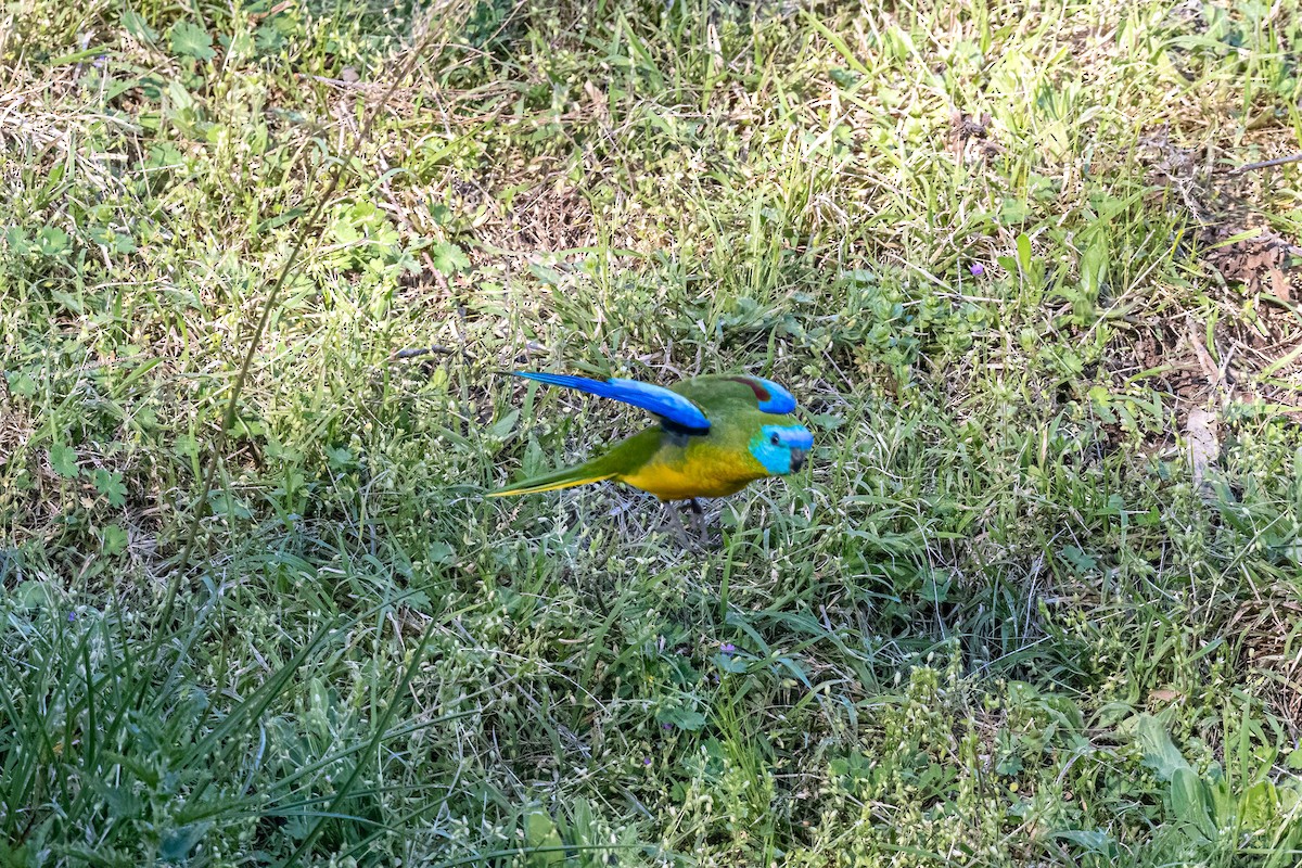 Turquoise Parrot - ML642845835