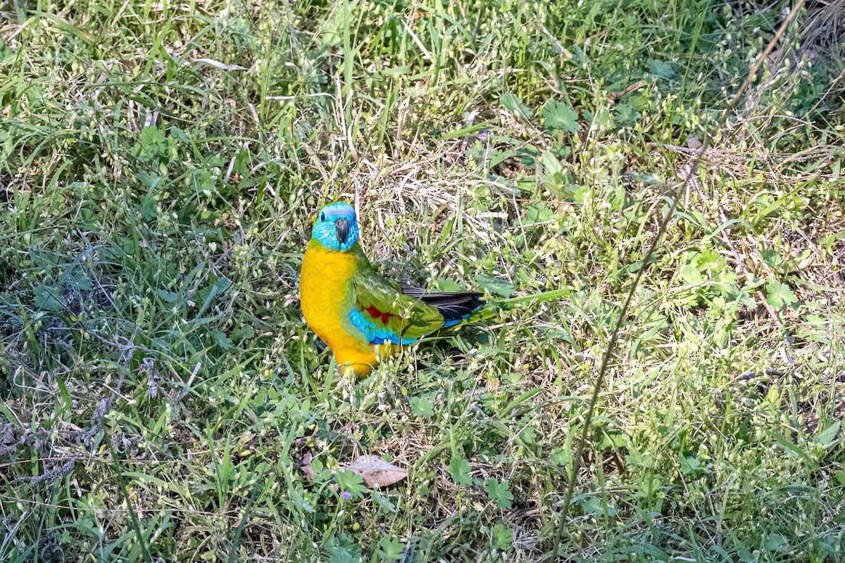 Turquoise Parrot - ML642845836