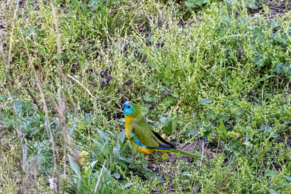 Turquoise Parrot - ML642845837