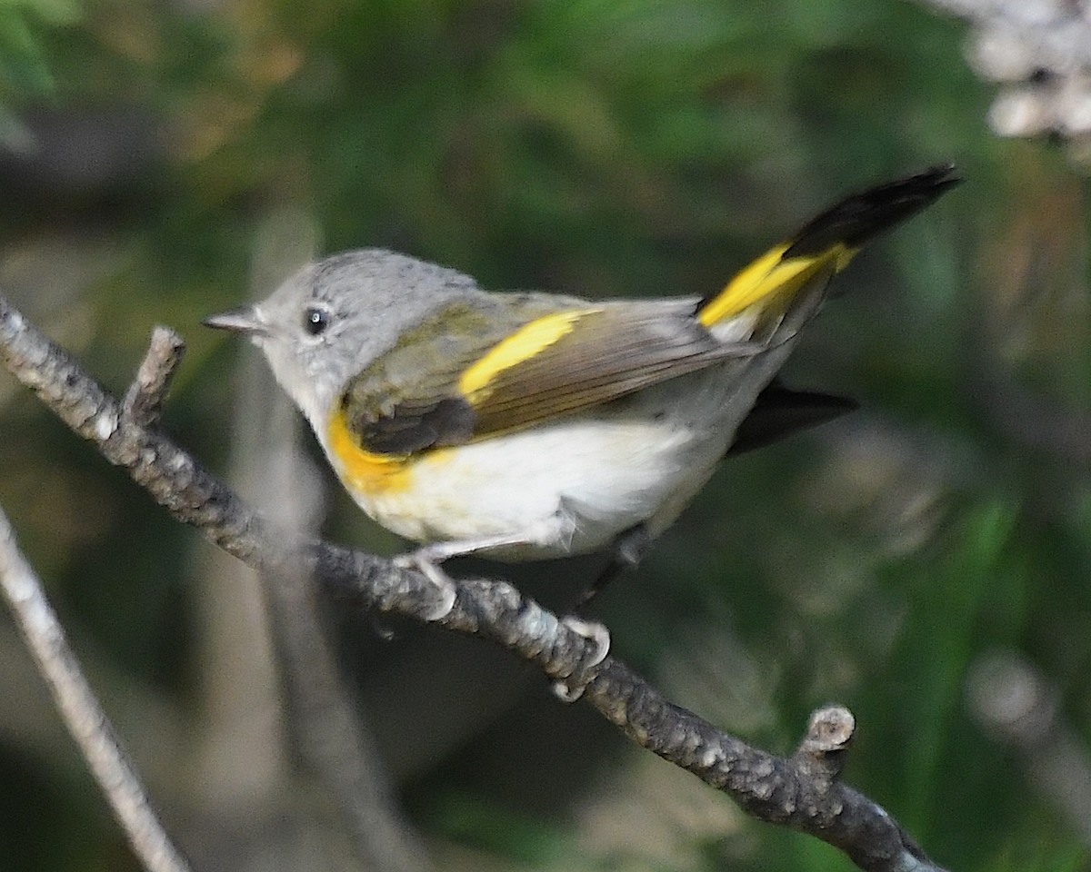 American Redstart - ML642845840