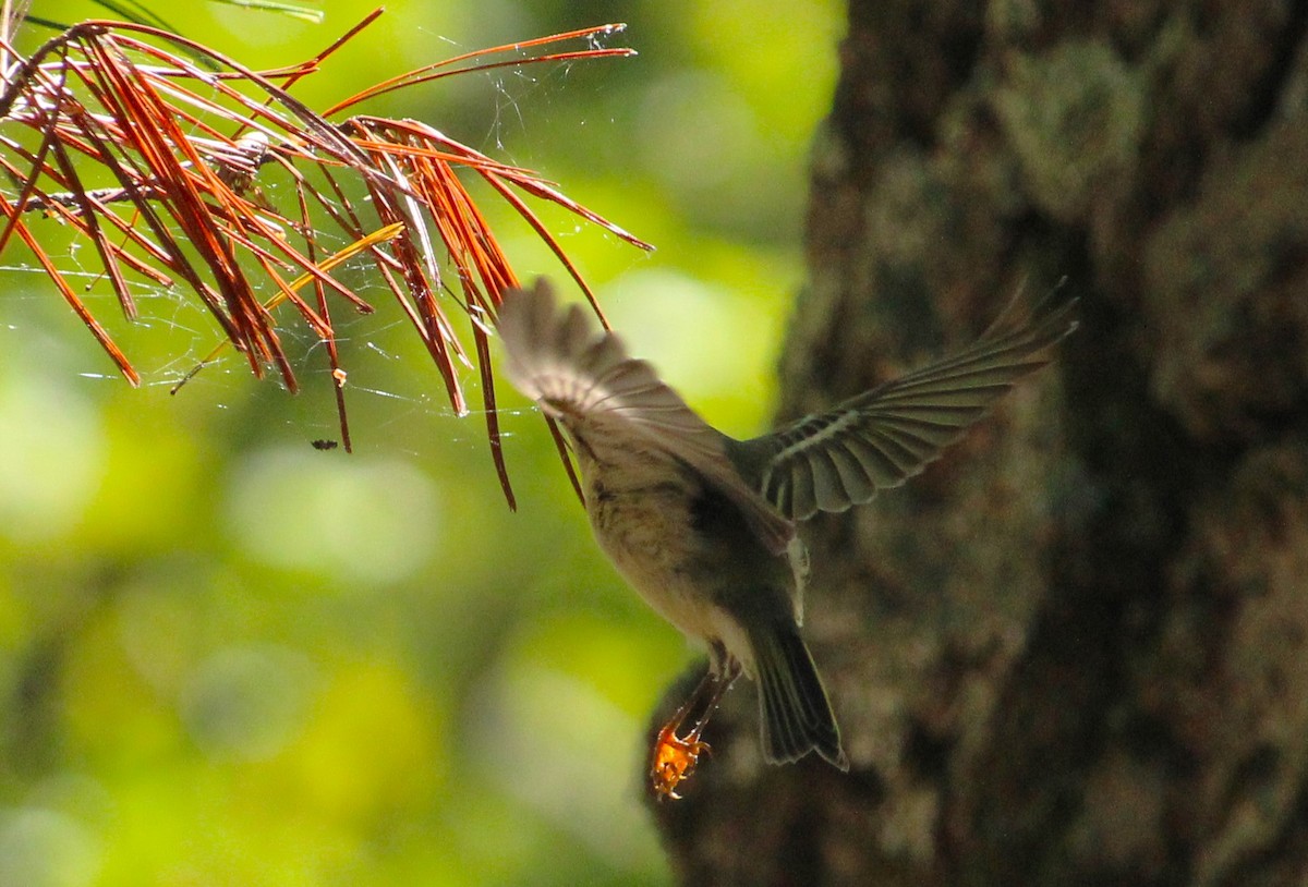 Ruby-crowned Kinglet - ML642845843