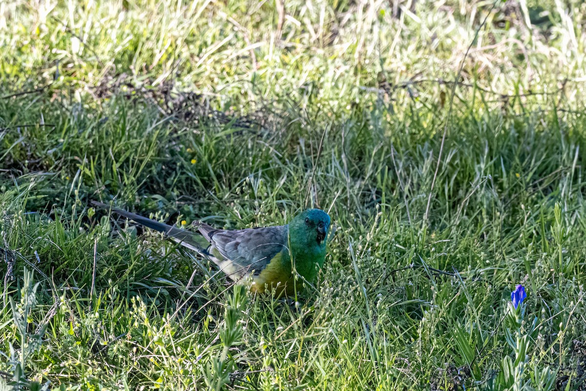 Red-rumped Parrot - ML642845844