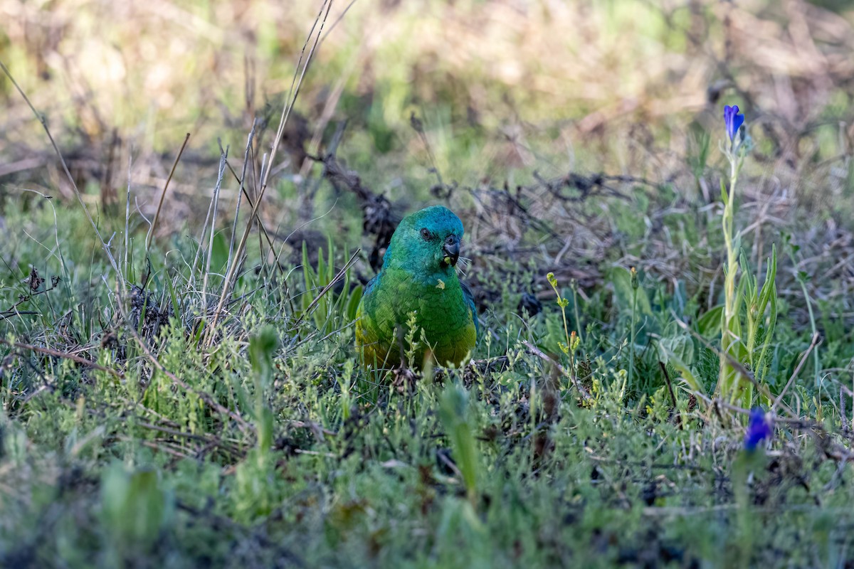 Red-rumped Parrot - ML642845845