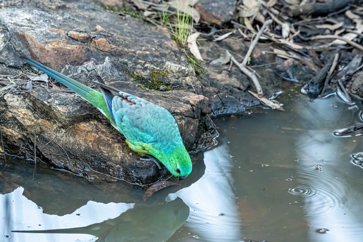 Red-rumped Parrot - ML642845846