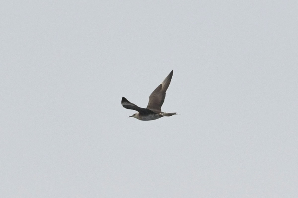 Parasitic Jaeger - ML642845849