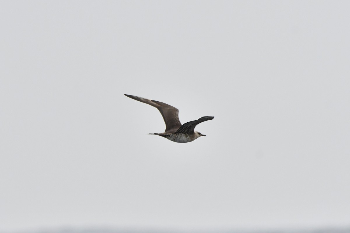 Parasitic Jaeger - ML642845850