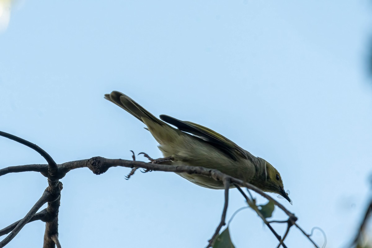 White-plumed Honeyeater - ML642845851