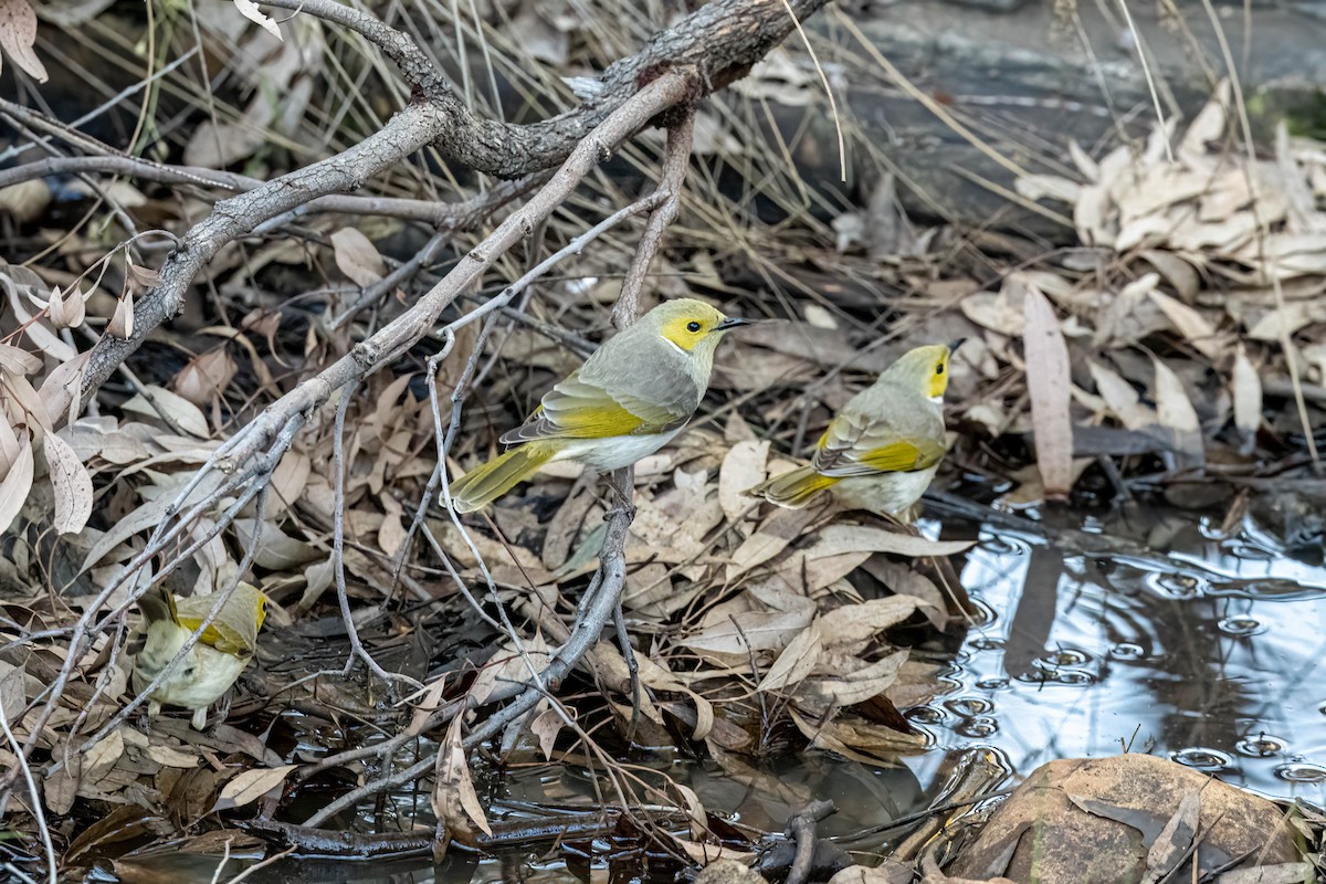 White-plumed Honeyeater - ML642845852