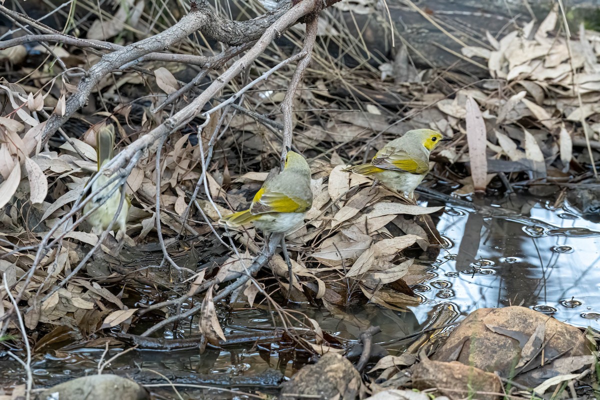 White-plumed Honeyeater - ML642845853