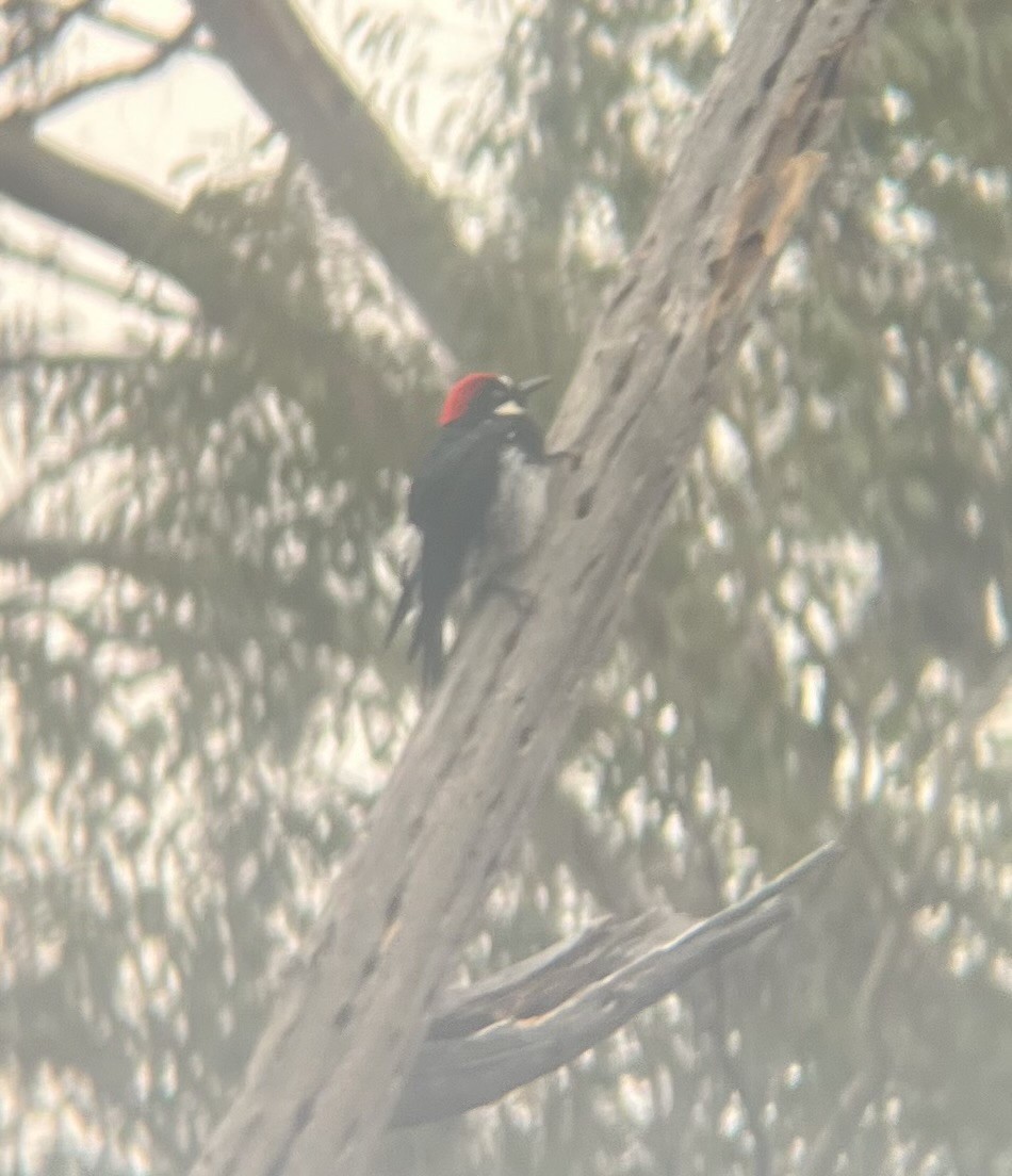 Acorn Woodpecker - ML642845854